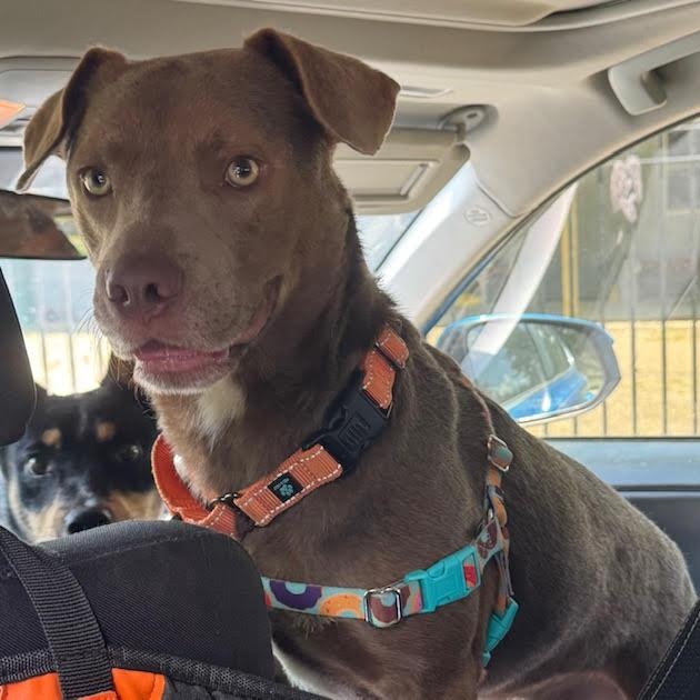 Enlarge VanCleve, a Adopted mixed breed in Water Valley, MS image 3/5