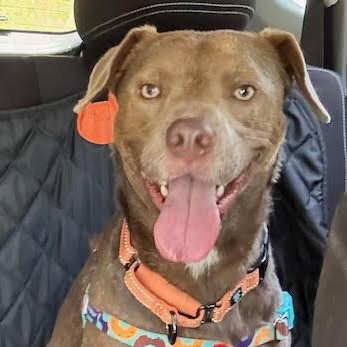 Enlarge VanCleve, a Adopted mixed breed in Water Valley, MS image 1/5