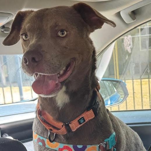 Enlarge VanCleve, a Adopted mixed breed in Water Valley, MS image 5/5