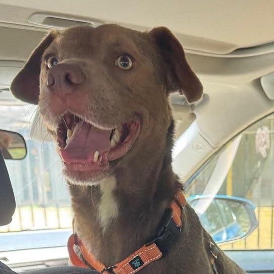 Enlarge VanCleve, a Adopted mixed breed in Water Valley, MS image 2/5