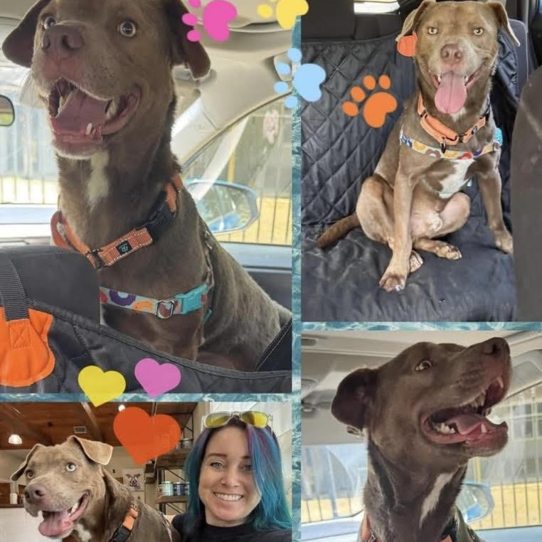 Enlarge VanCleve, a Adopted mixed breed in Water Valley, MS image 4/5