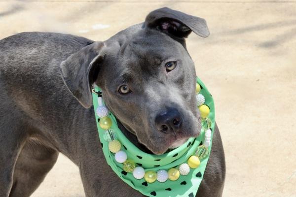 Luna, Adoptable, Young Female Mixed Breed.
