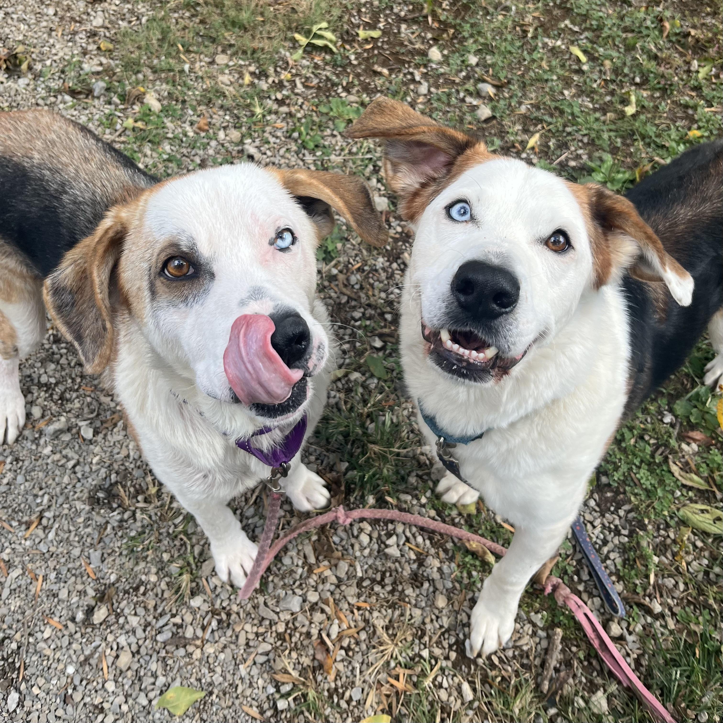 Enlarge Pooh Bear & Piglet, a Adoptable mixed breed in Gallatin, TN image 1/4