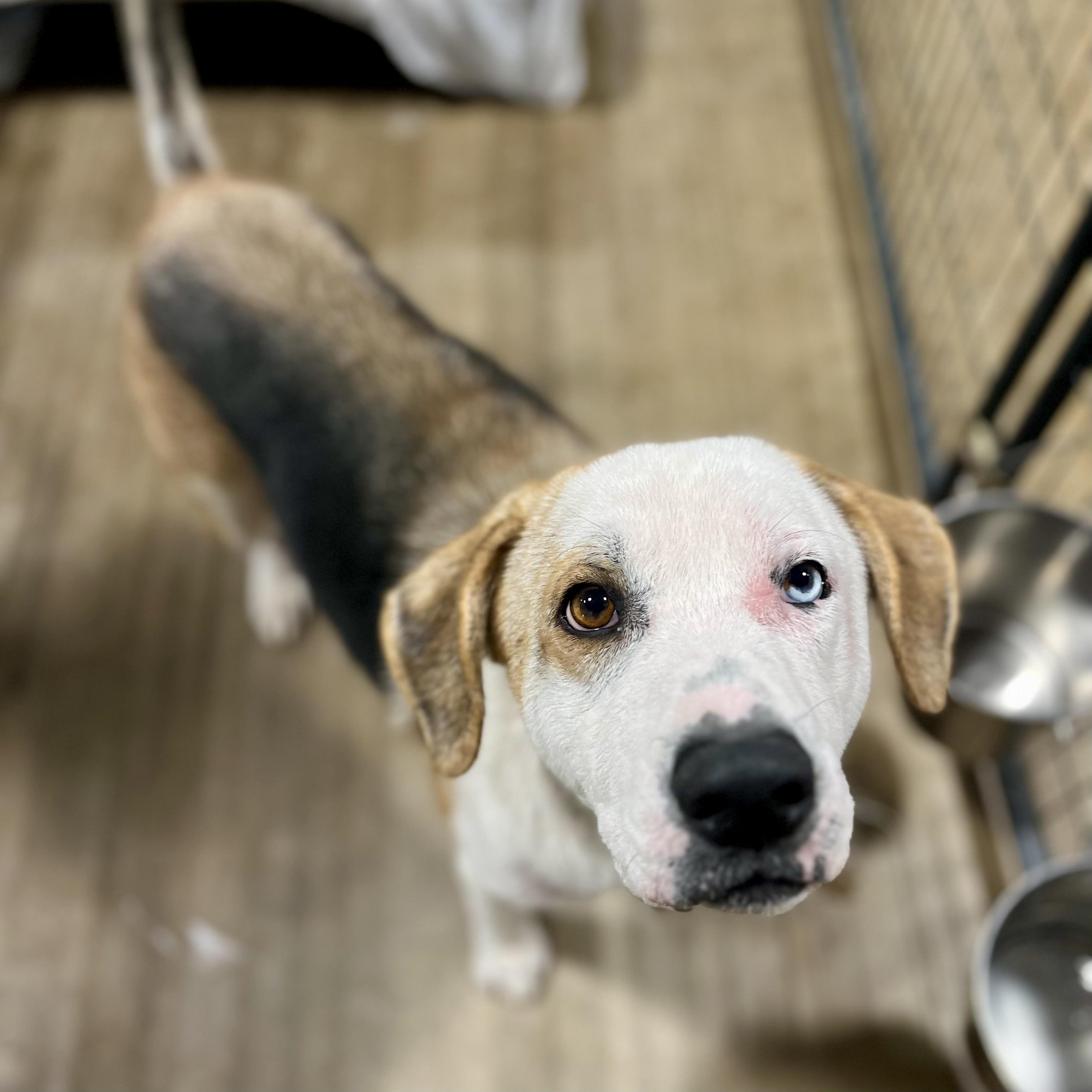 Enlarge Pooh Bear & Piglet, a Adoptable mixed breed in Gallatin, TN image 3/4