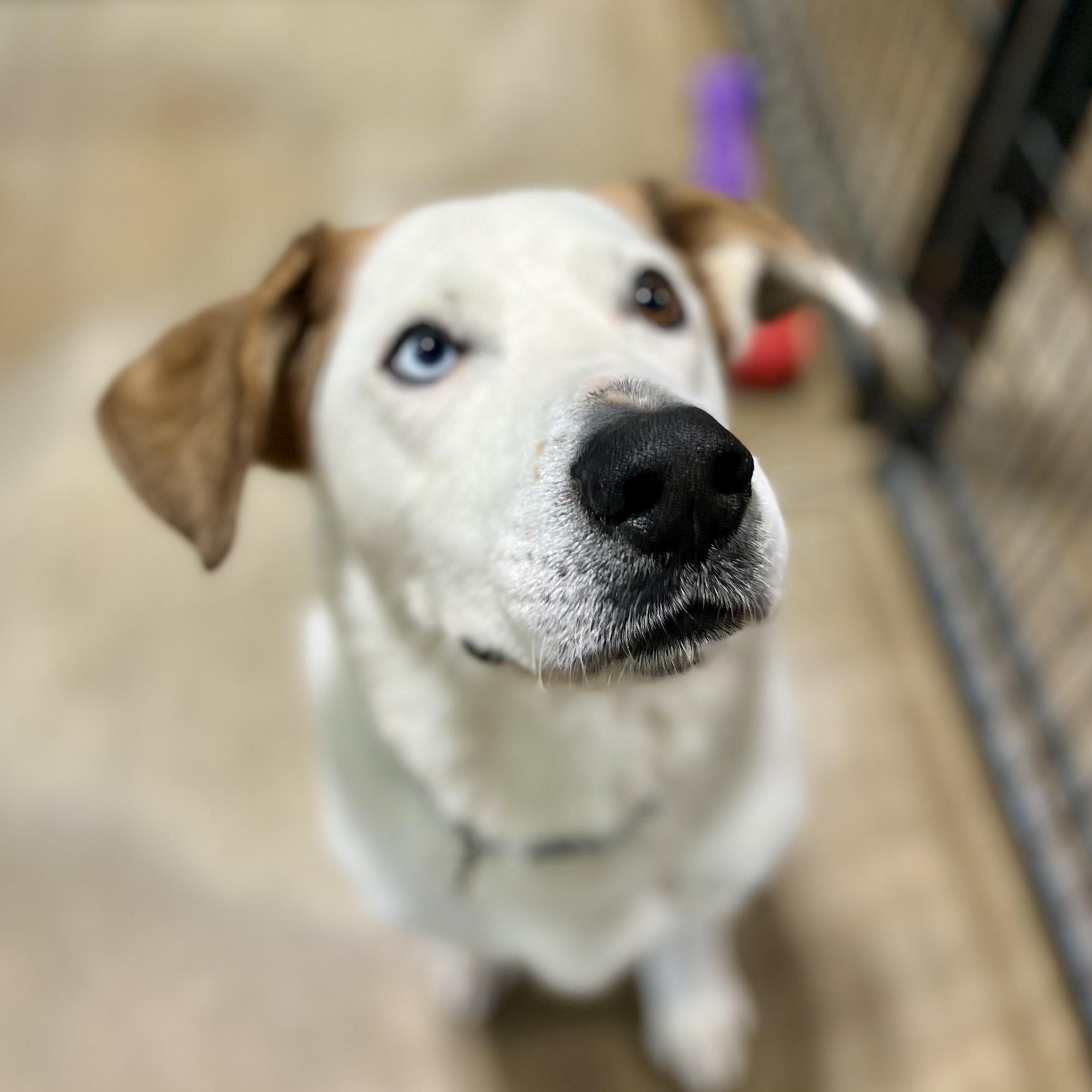 Enlarge Pooh Bear & Piglet, a Adoptable mixed breed in Gallatin, TN image 4/4