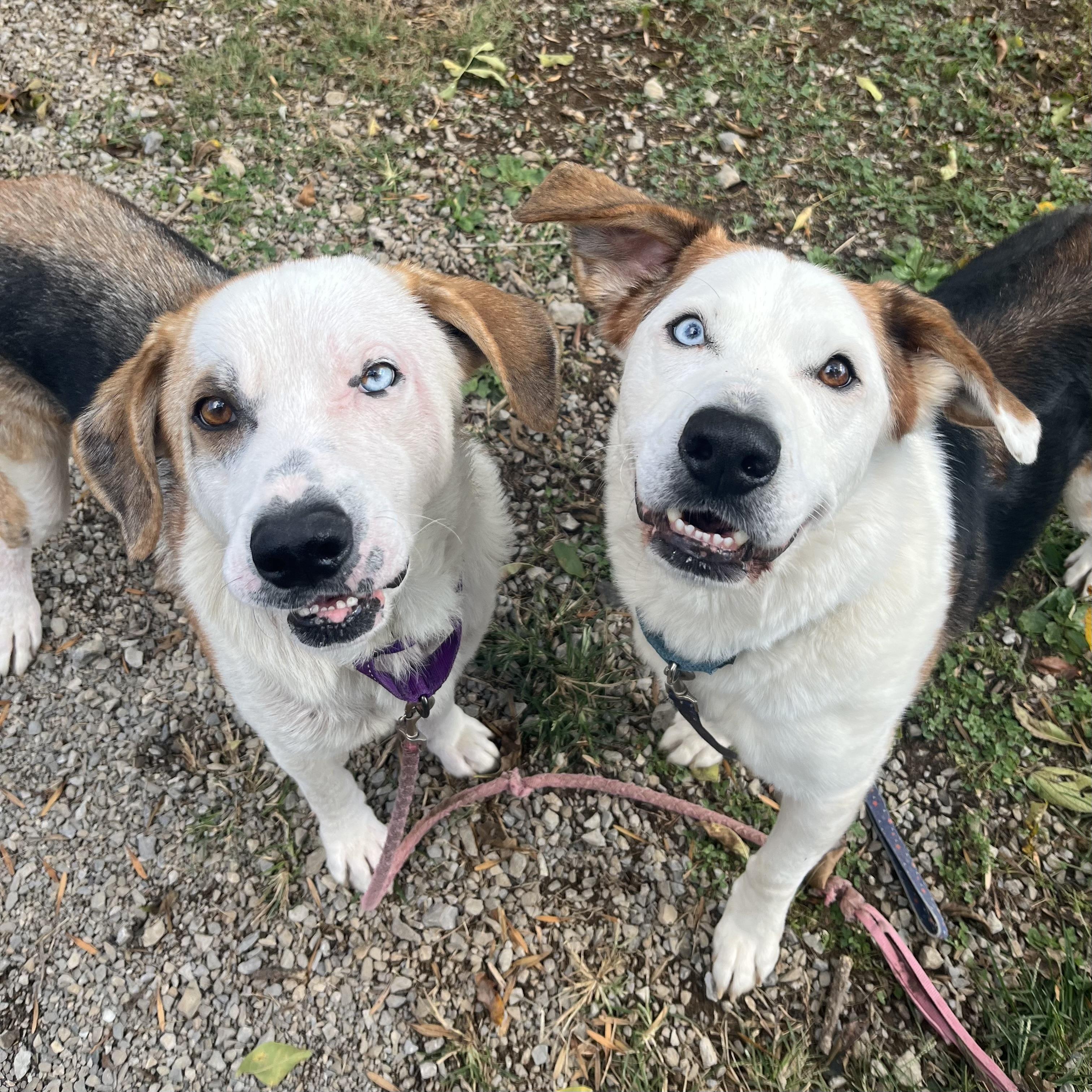 Enlarge Pooh Bear & Piglet, a Adoptable mixed breed in Gallatin, TN image 2/4