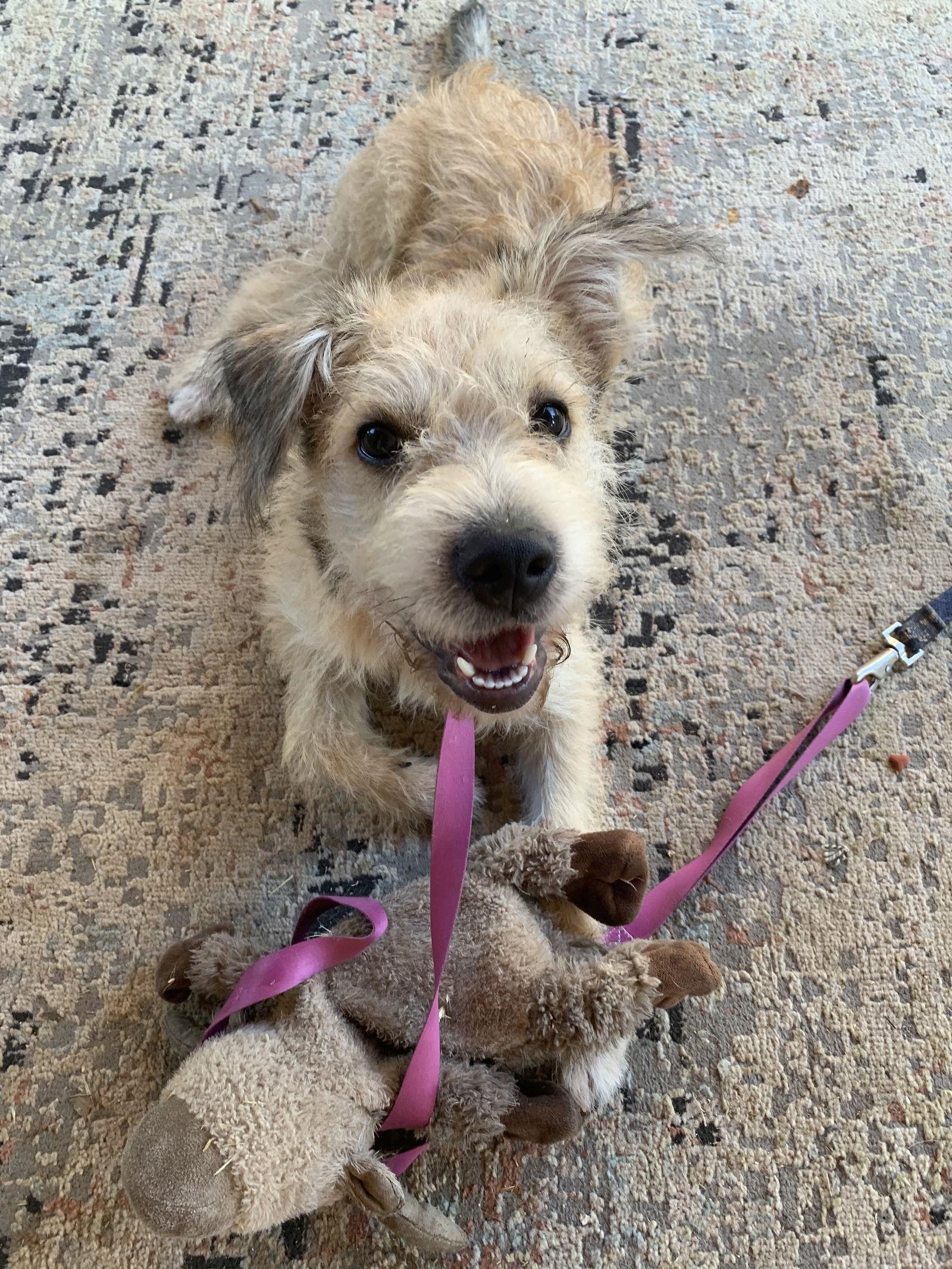 Lindy, Adopted, Puppy Female Schnauzer & Terrier.