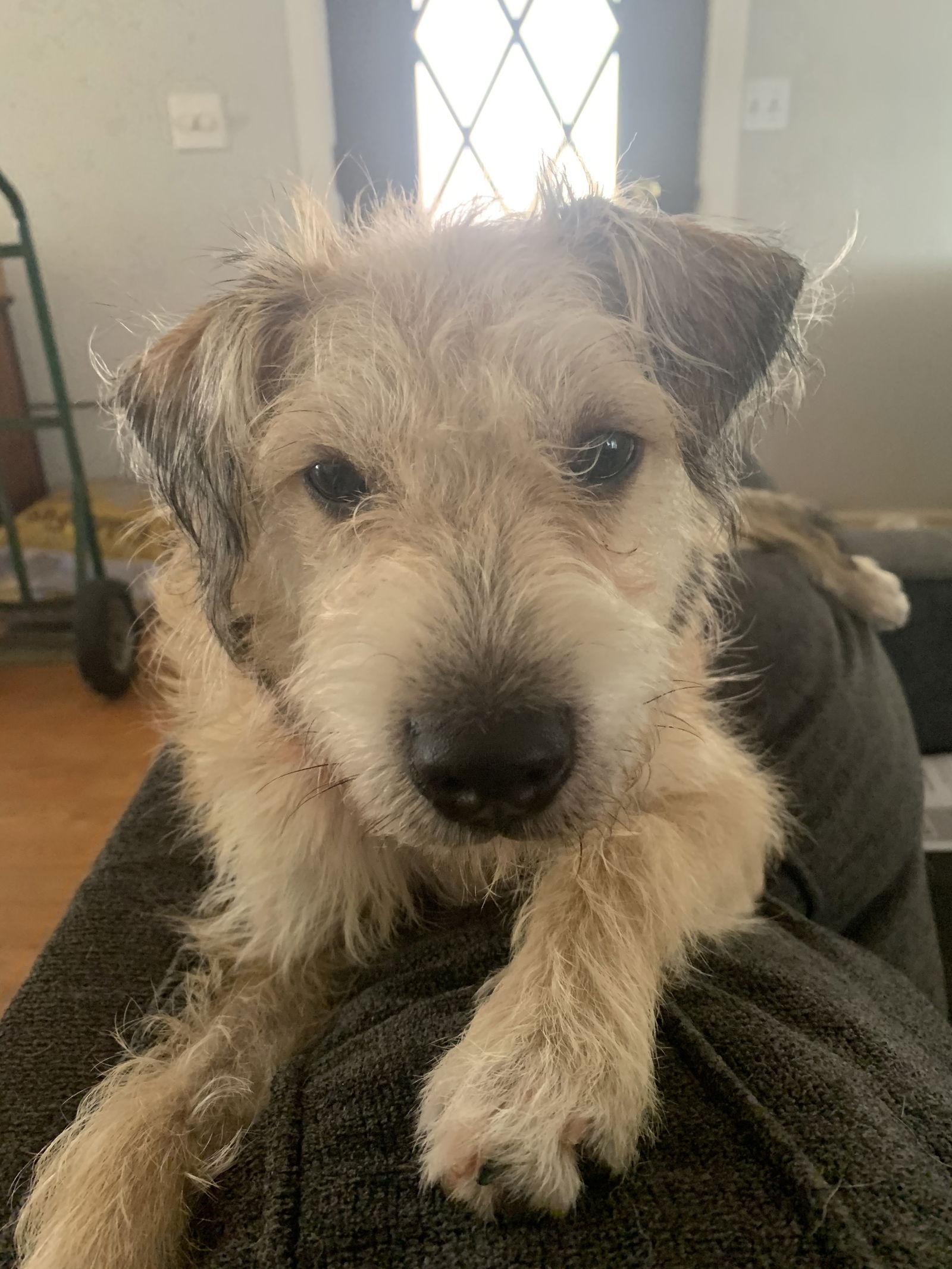 Lindy, a Adopted mixed breed in McArthur, CA image 2/3