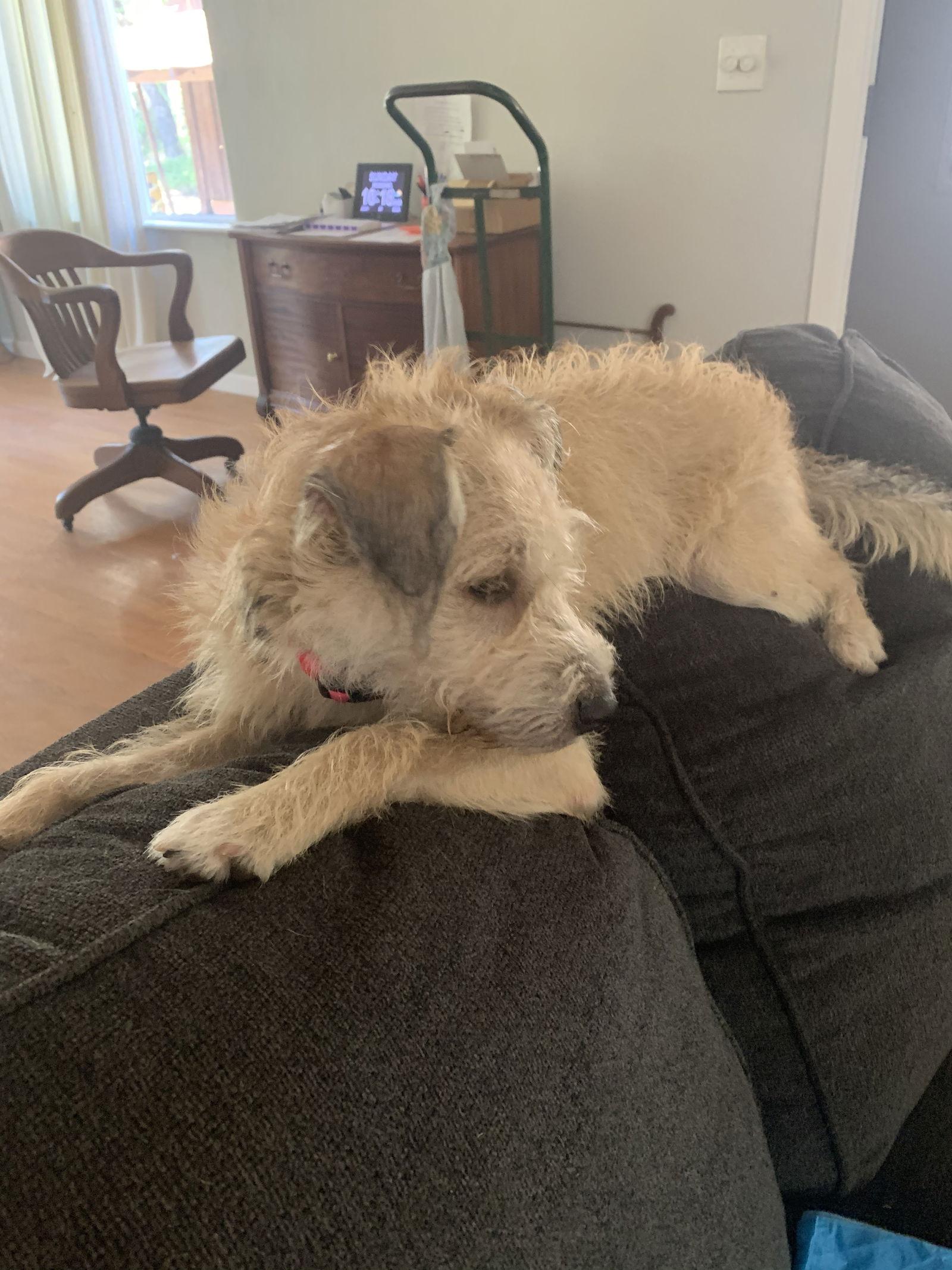 Lindy, a Adopted mixed breed in McArthur, CA image 3/3