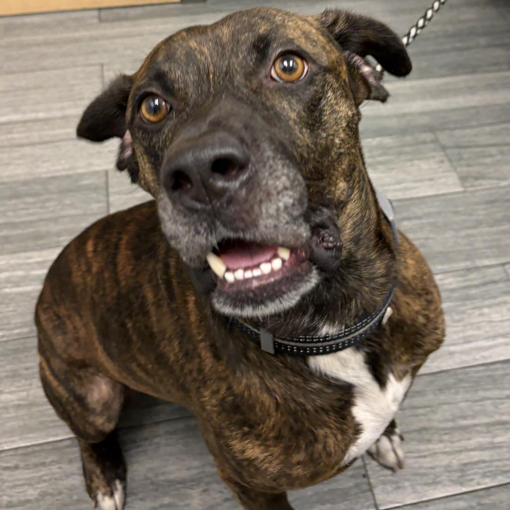 Doug, Adoptable, Adult Male Mixed Breed.