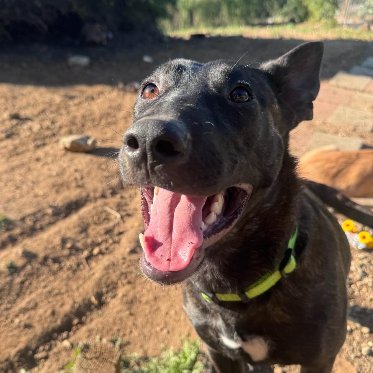 Enlarge Arya Stark, a ADOPTABLE mixed breed in Whittier, CA image 3/3