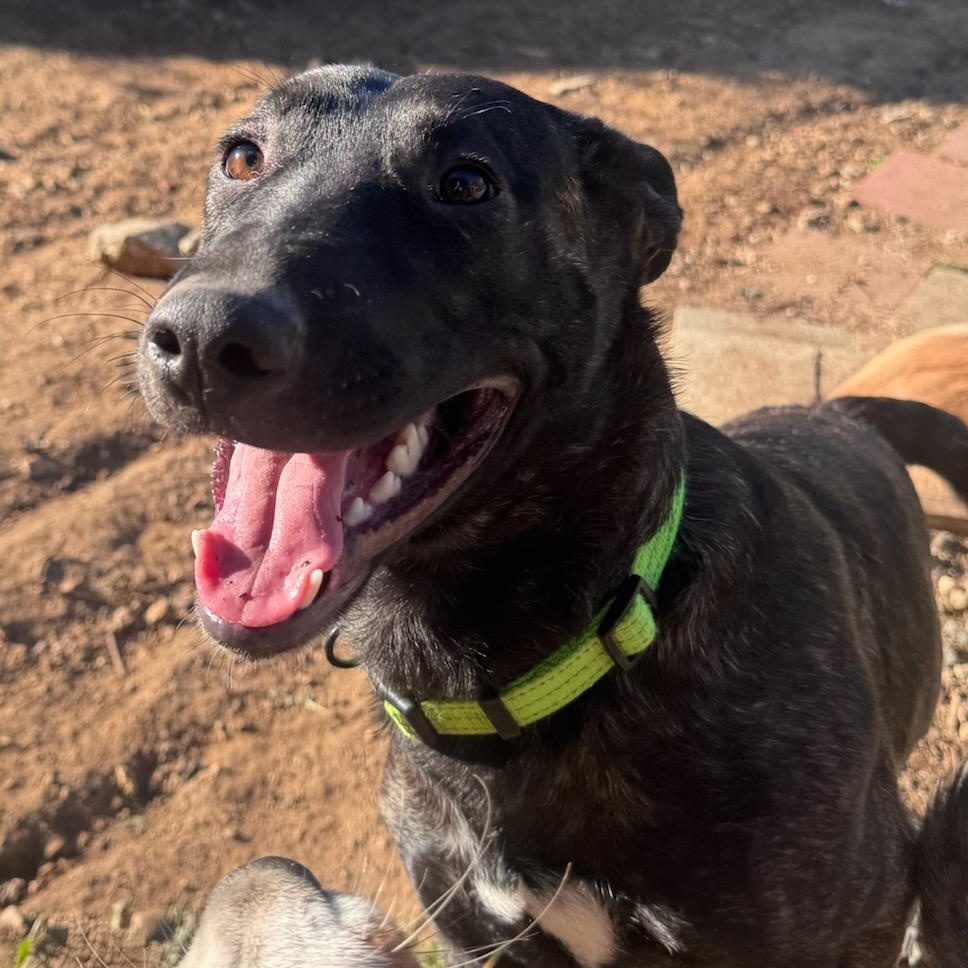 Arya Stark, ADOPTABLE, Young Female Bull Terrier & Dutch Shepherd.