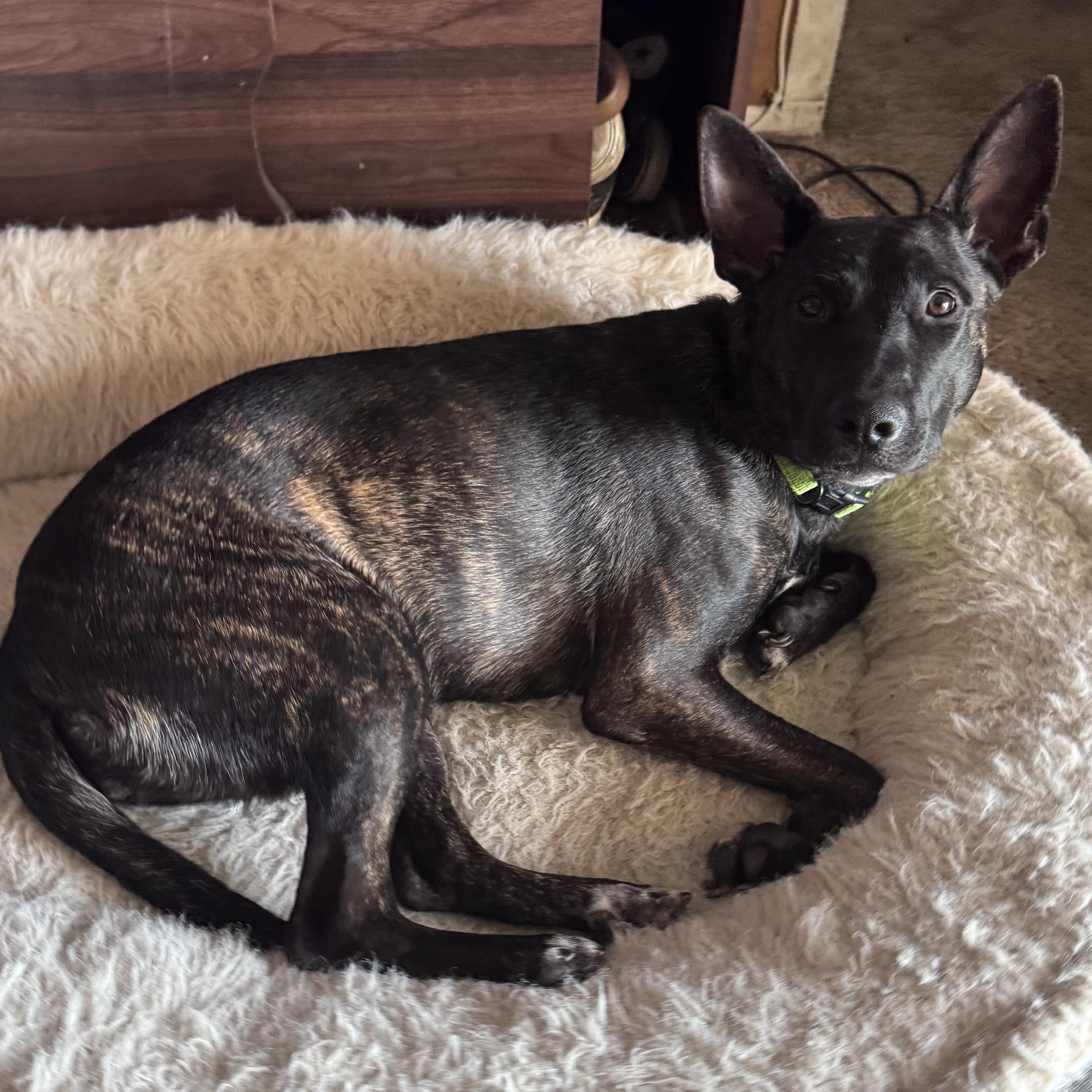 Arya Stark, a ADOPTABLE mixed breed in Whittier, CA image 2/4