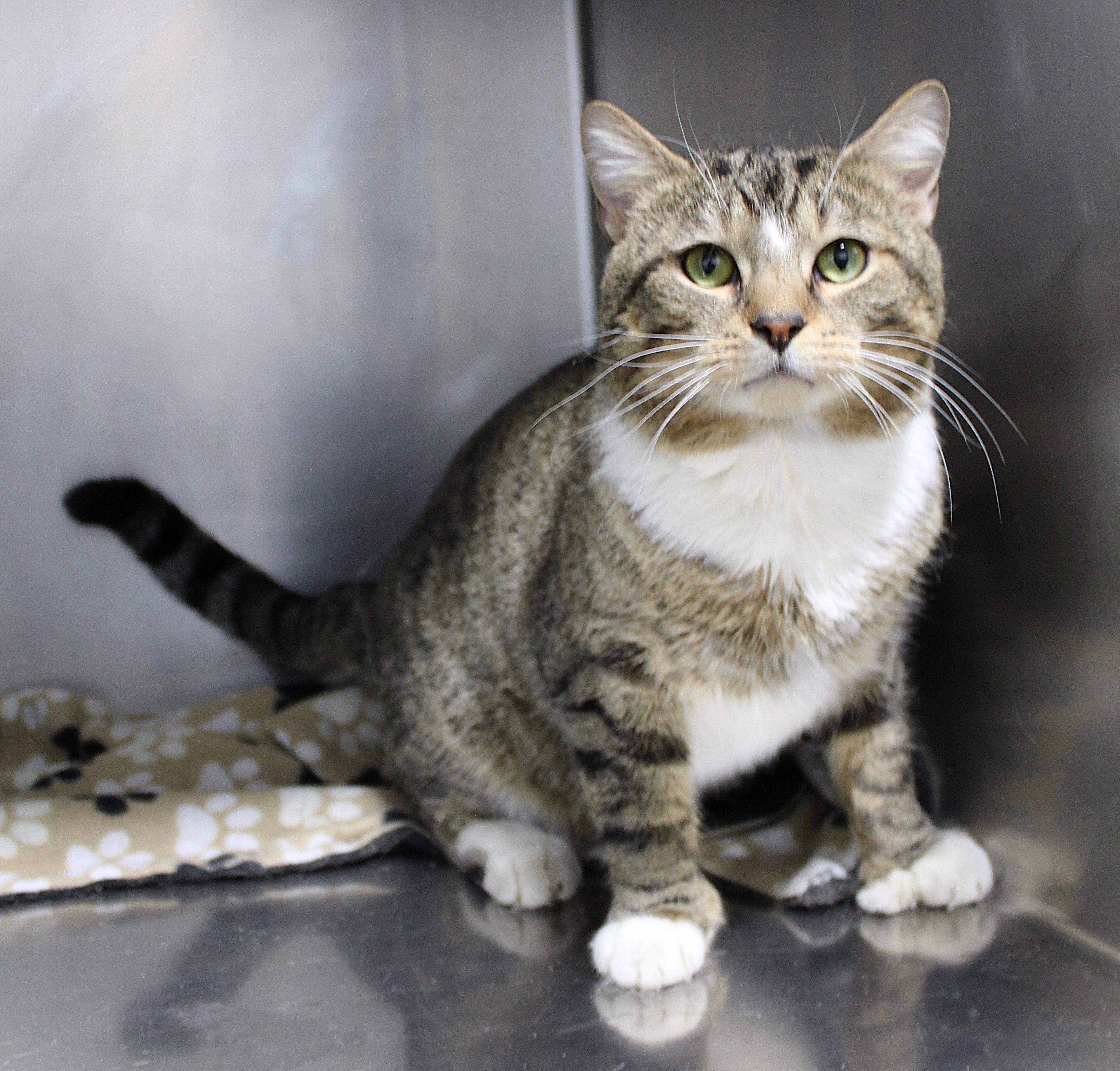 Enlarge THEO, a ADOPTABLE mixed breed in Beechbottom, WV image 1/2