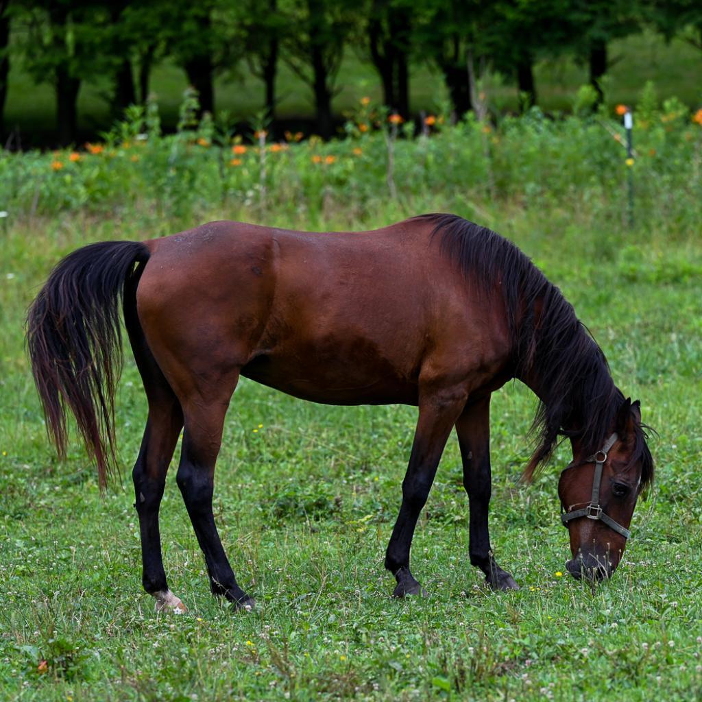 Enlarge Windy, a Adoptable mixed breed in Asheville, NC image 1/6