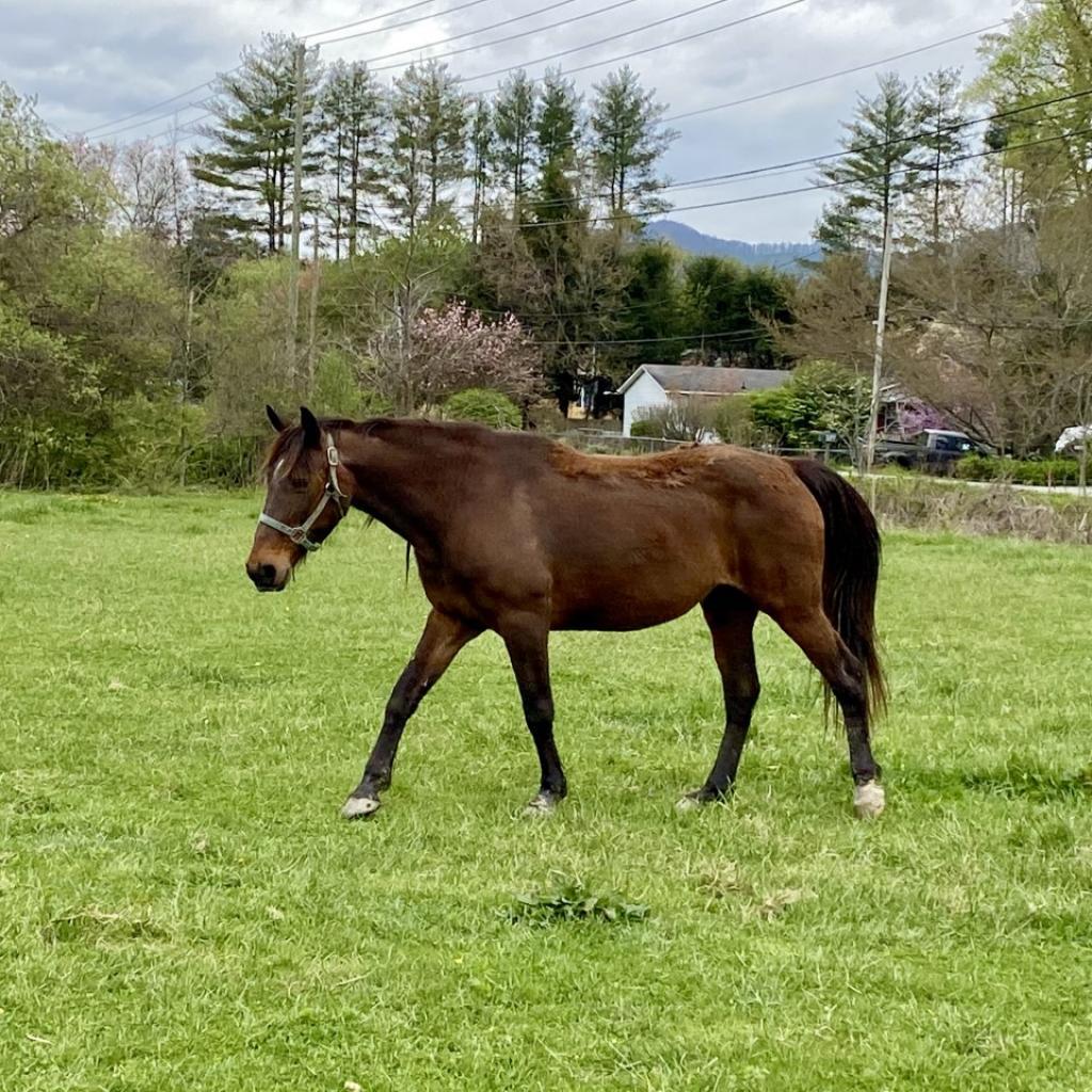 Enlarge Windy, a Adoptable mixed breed in Asheville, NC image 2/6