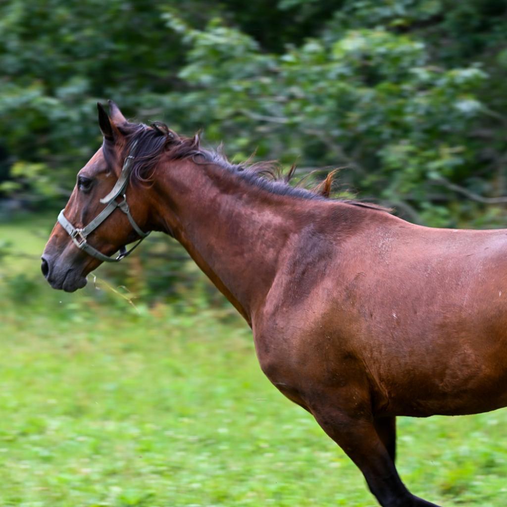 Enlarge Windy, a Adoptable mixed breed in Asheville, NC image 3/6