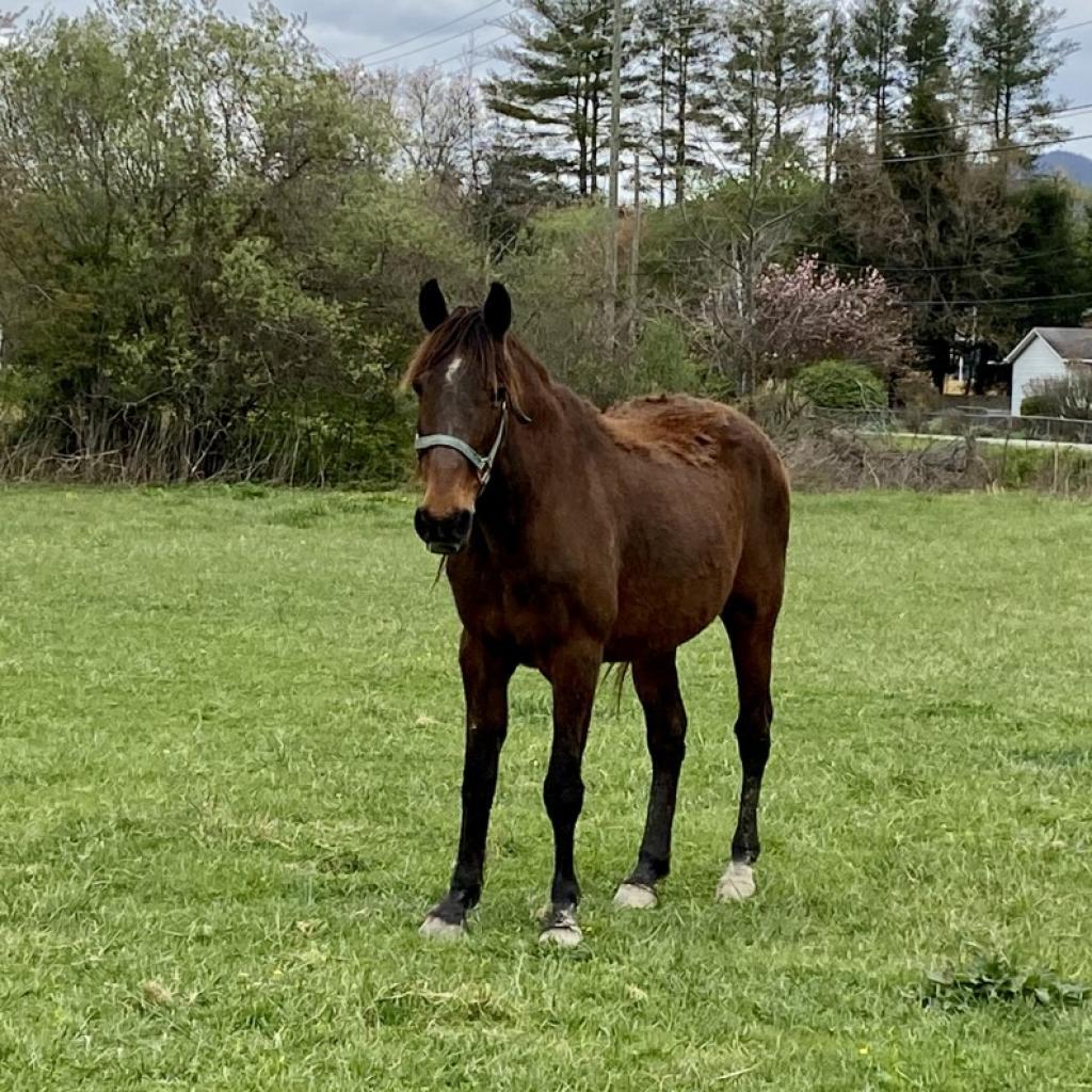 Enlarge Windy, a Adoptable mixed breed in Asheville, NC image 5/6