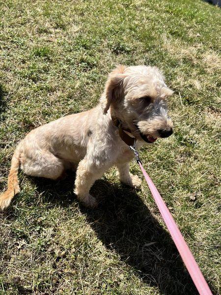 Enlarge Joss Stone, a Adopted Goldendoodle in Milton, DE image 1/6