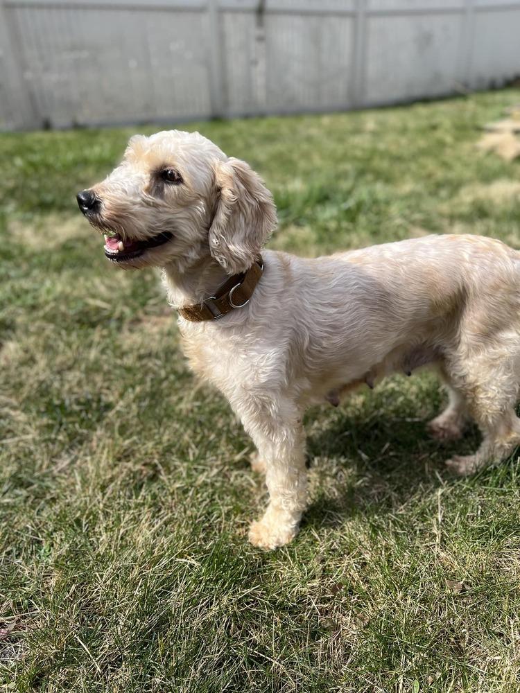Enlarge Joss Stone, a Adopted Goldendoodle in Milton, DE image 3/6