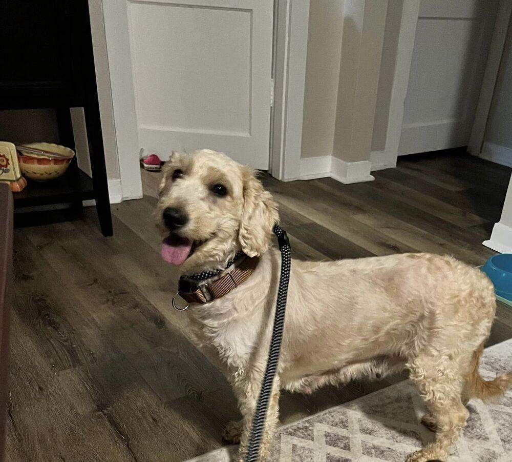 Enlarge Joss Stone, a Adopted Goldendoodle in Milton, DE image 6/6