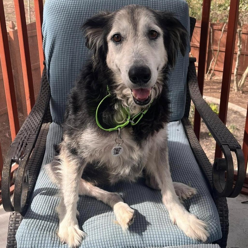 Zuzu, Adoptable, Senior Female Collie & Australian Shepherd.