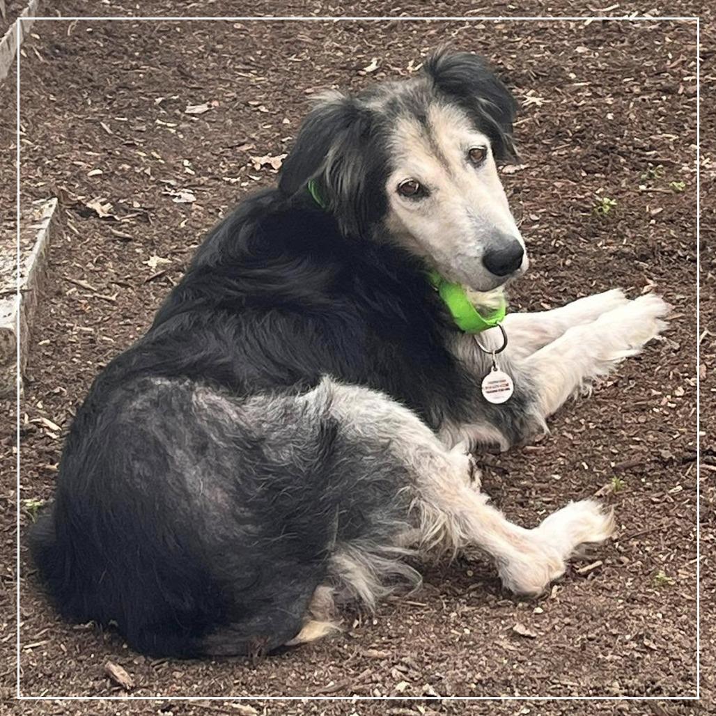 Enlarge Zuzu, a Adoptable mixed breed in Raleigh, NC image 2/6