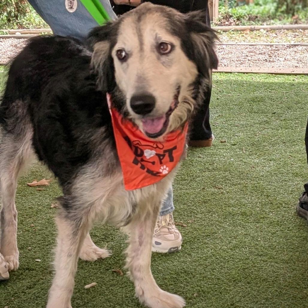 Enlarge Zuzu, a Adoptable mixed breed in Raleigh, NC image 3/6