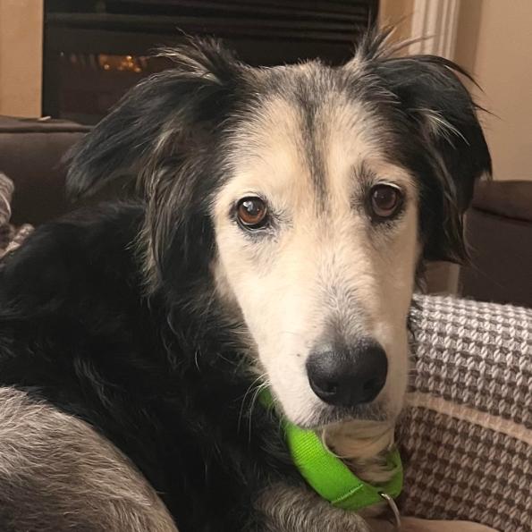 Enlarge Zuzu, a Adoptable mixed breed in Raleigh, NC image 4/6