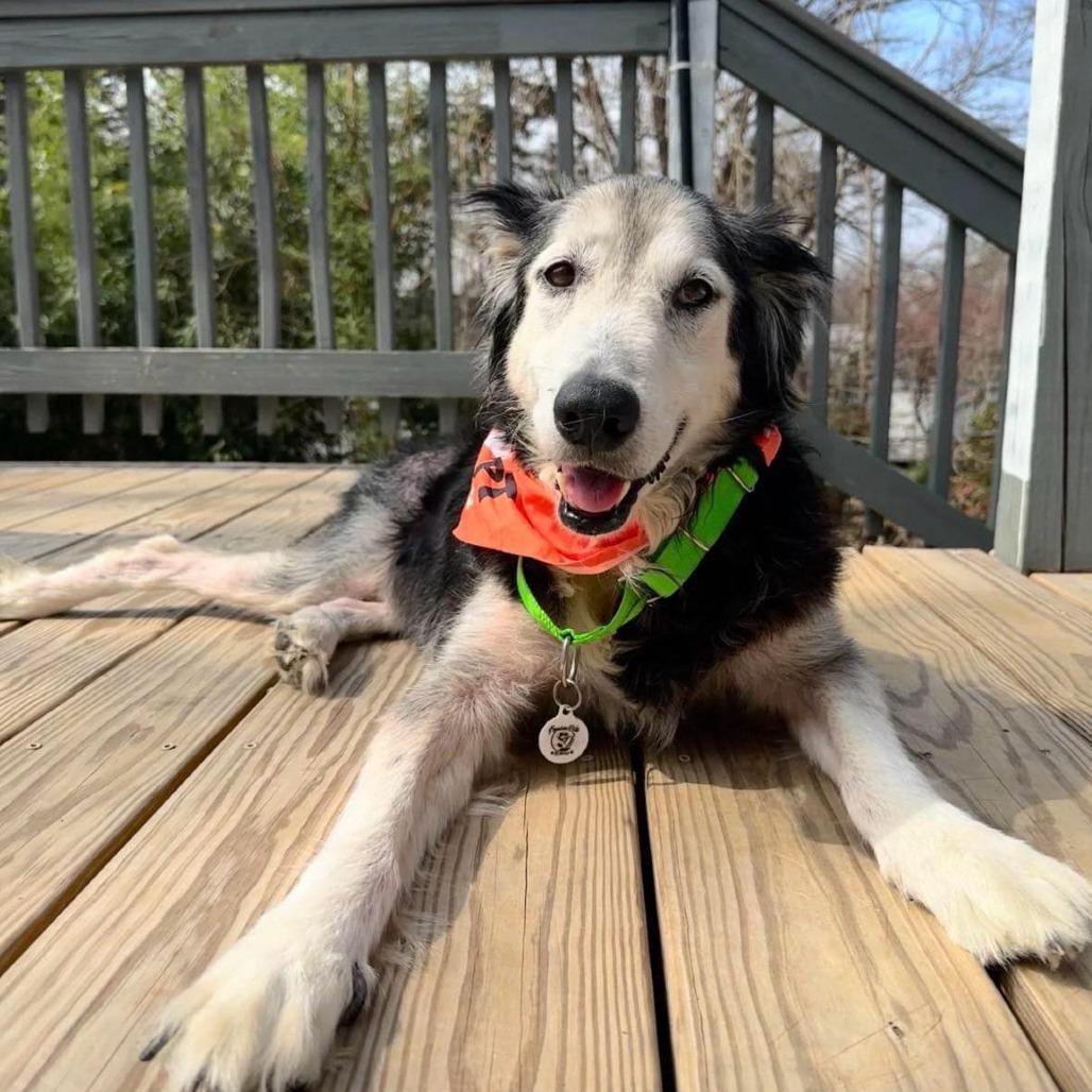 Enlarge Zuzu, a Adoptable mixed breed in Raleigh, NC image 5/6