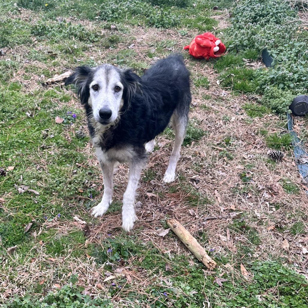 Enlarge Zuzu, a Adoptable mixed breed in Raleigh, NC image 6/6