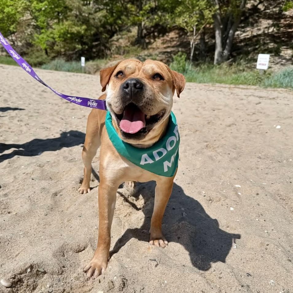 Enlarge Molly, a Adoptable mixed breed in Lindenhurst, NY image 5/5