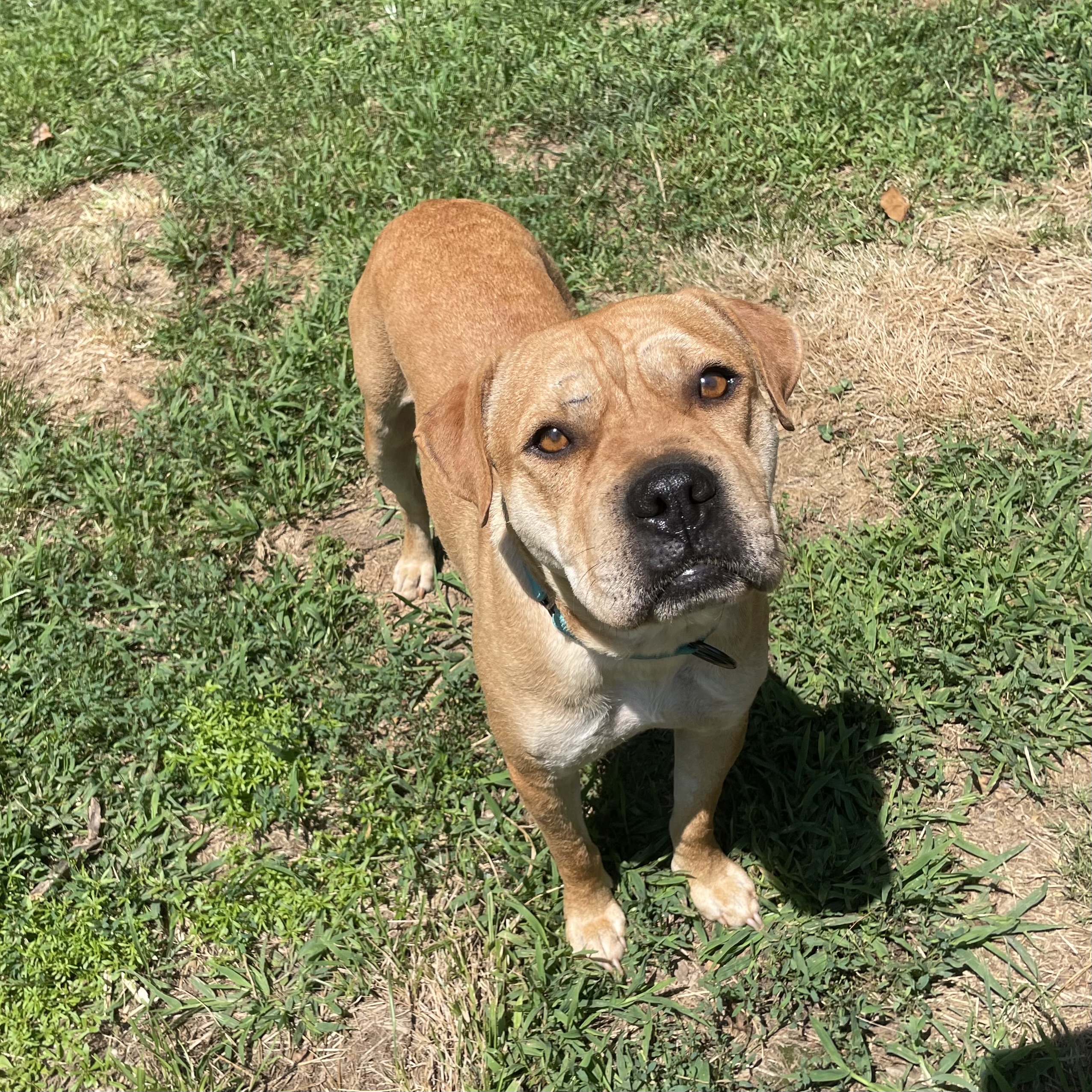 Enlarge Molly, a Adoptable mixed breed in Lindenhurst, NY image 4/5