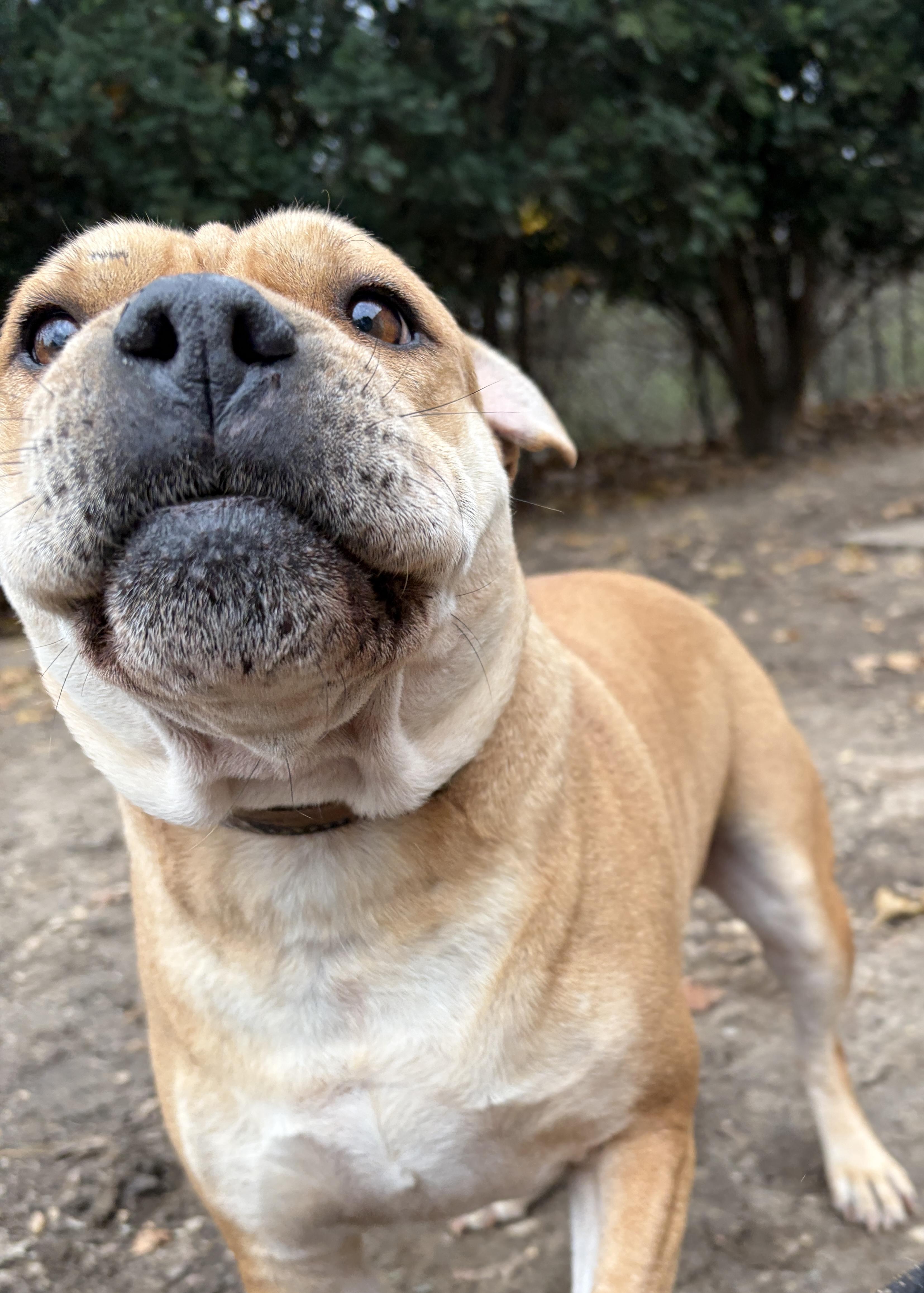 Enlarge Molly, a Adoptable mixed breed in Lindenhurst, NY image 2/5