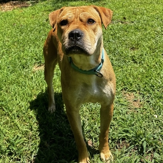 Enlarge Molly, a Adoptable mixed breed in Lindenhurst, NY image 3/5