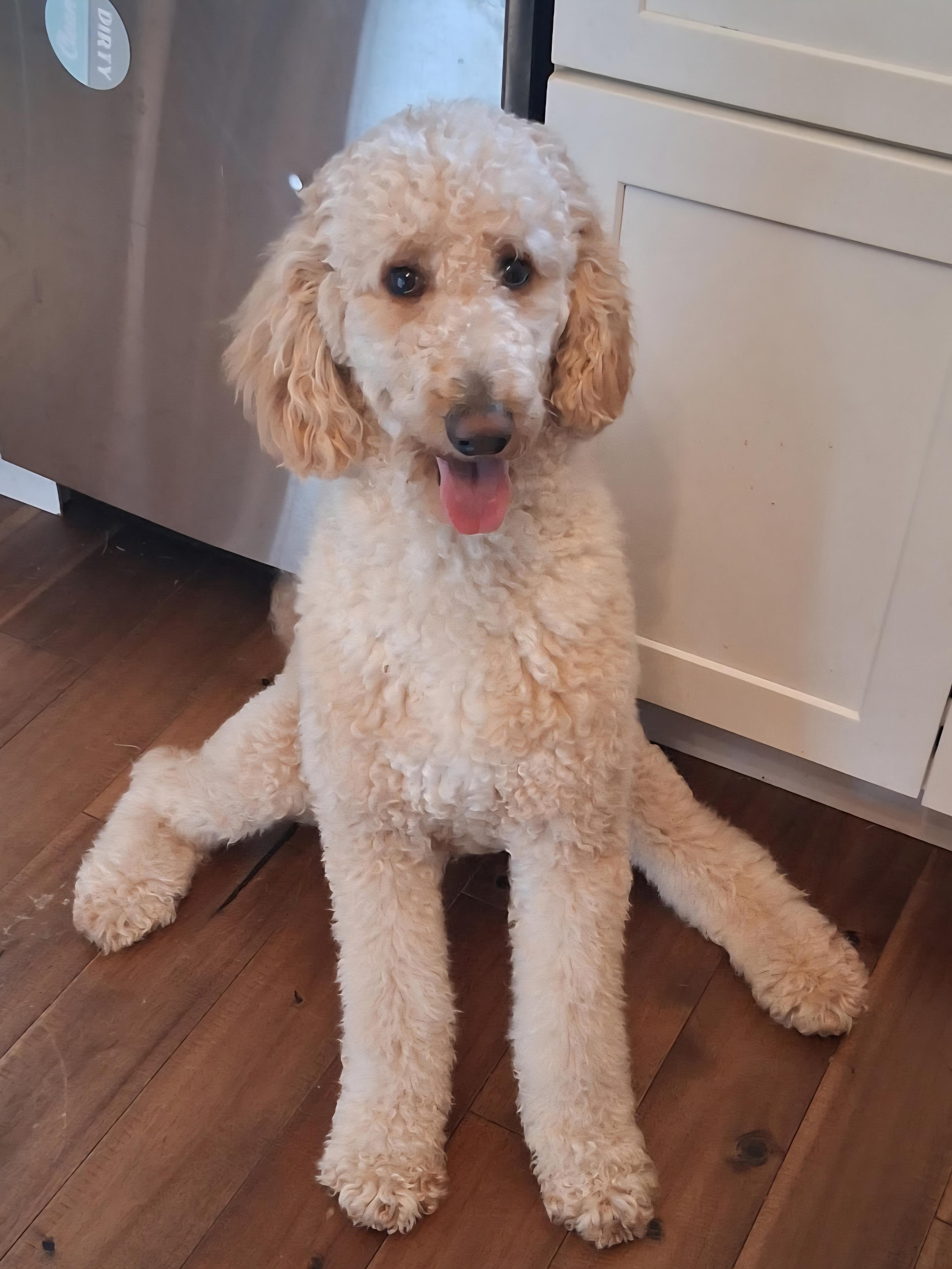 Enlarge Oso, an adopted Poodle in Oswego, IL image 3/3