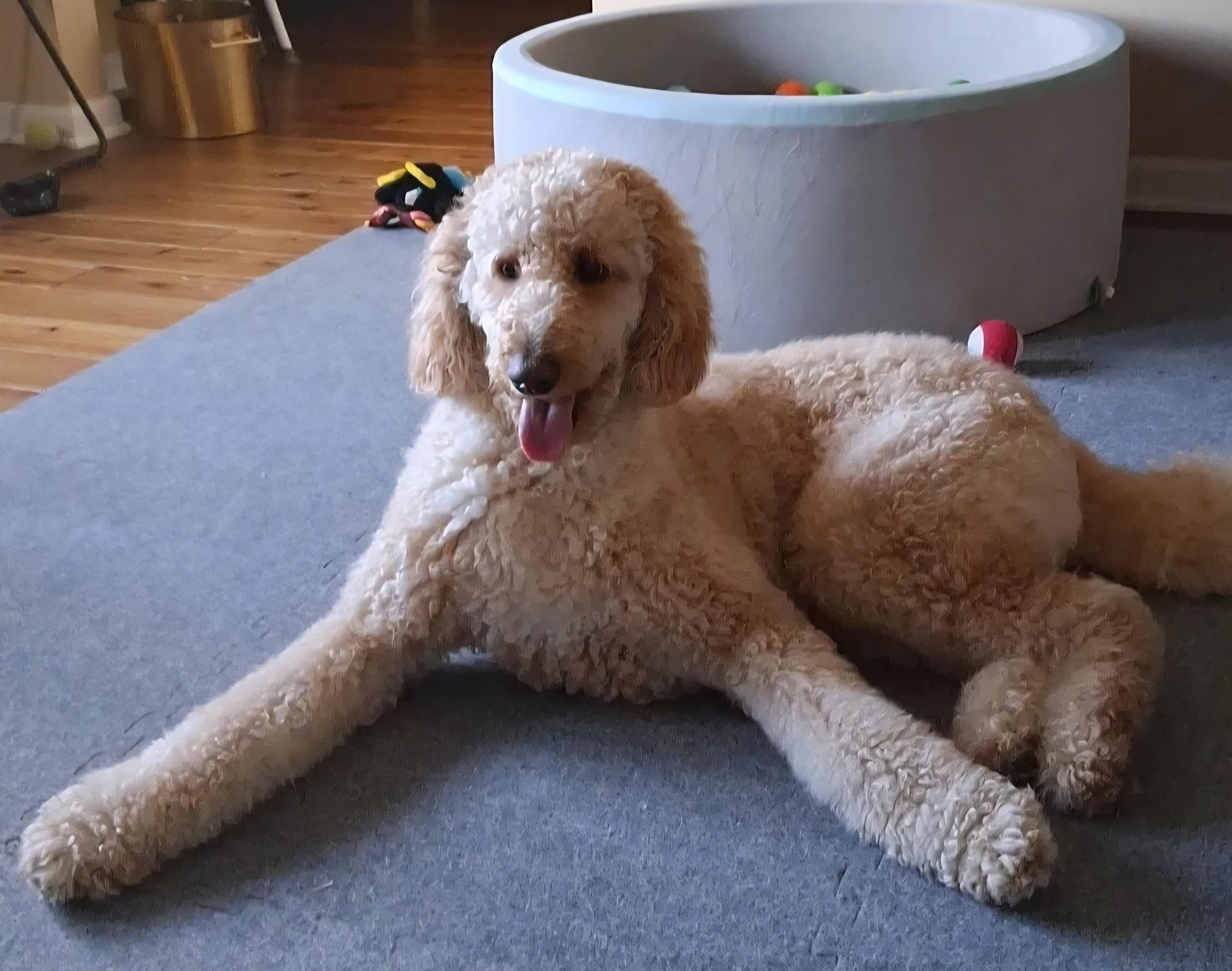 Enlarge Oso, an adopted Poodle in Oswego, IL image 1/3