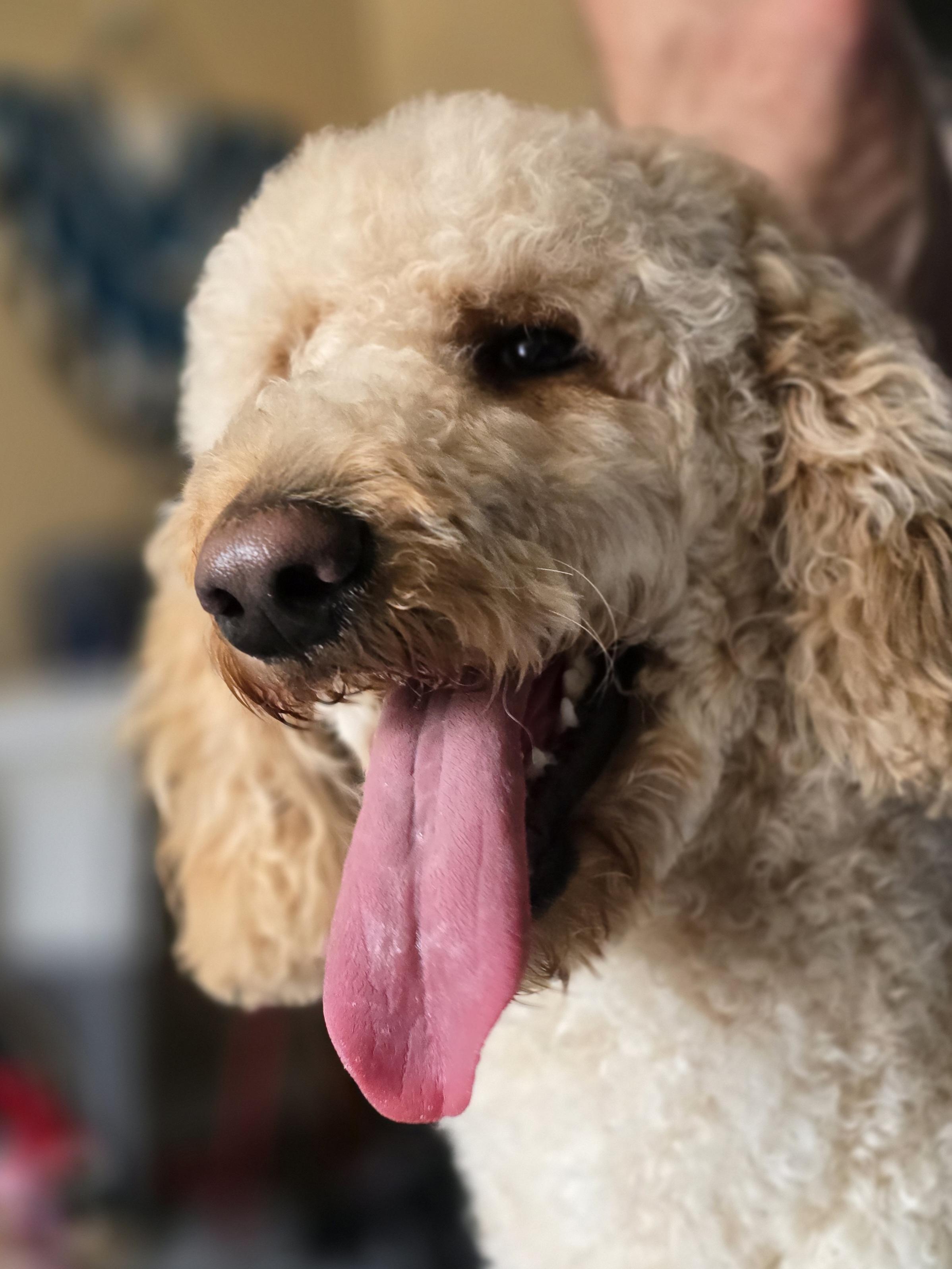 Enlarge Oso, an adopted Poodle in Oswego, IL image 2/3
