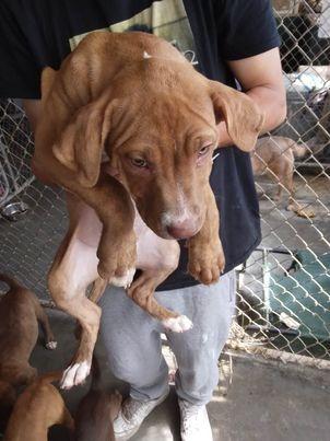 Nike, Adoptable, Adult Male Pit Bull Terrier.