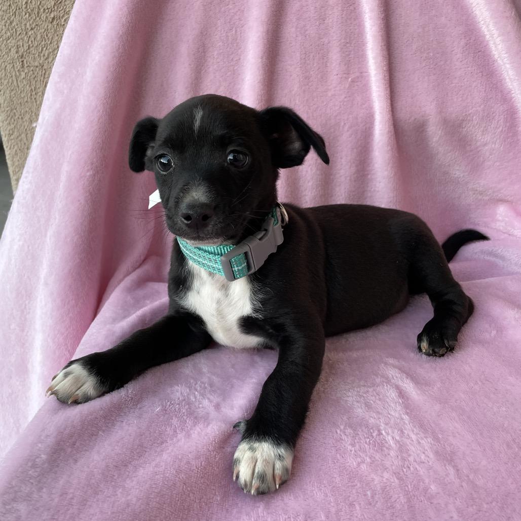 Mickey, Adoptable, Puppy Male Shih Tzu & Terrier.