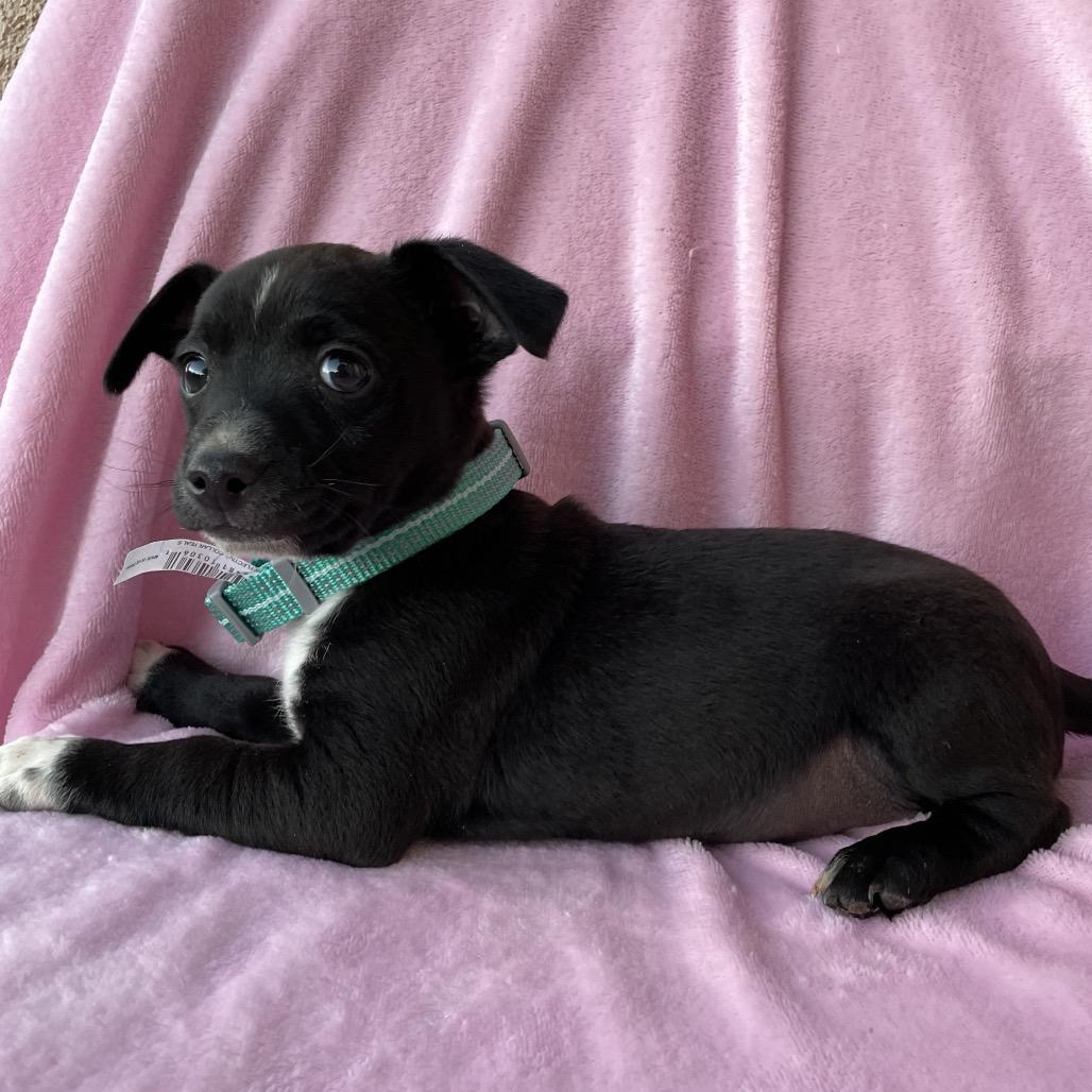 Enlarge Mickey, a Adoptable mixed breed in Tucson, AZ image 2/2