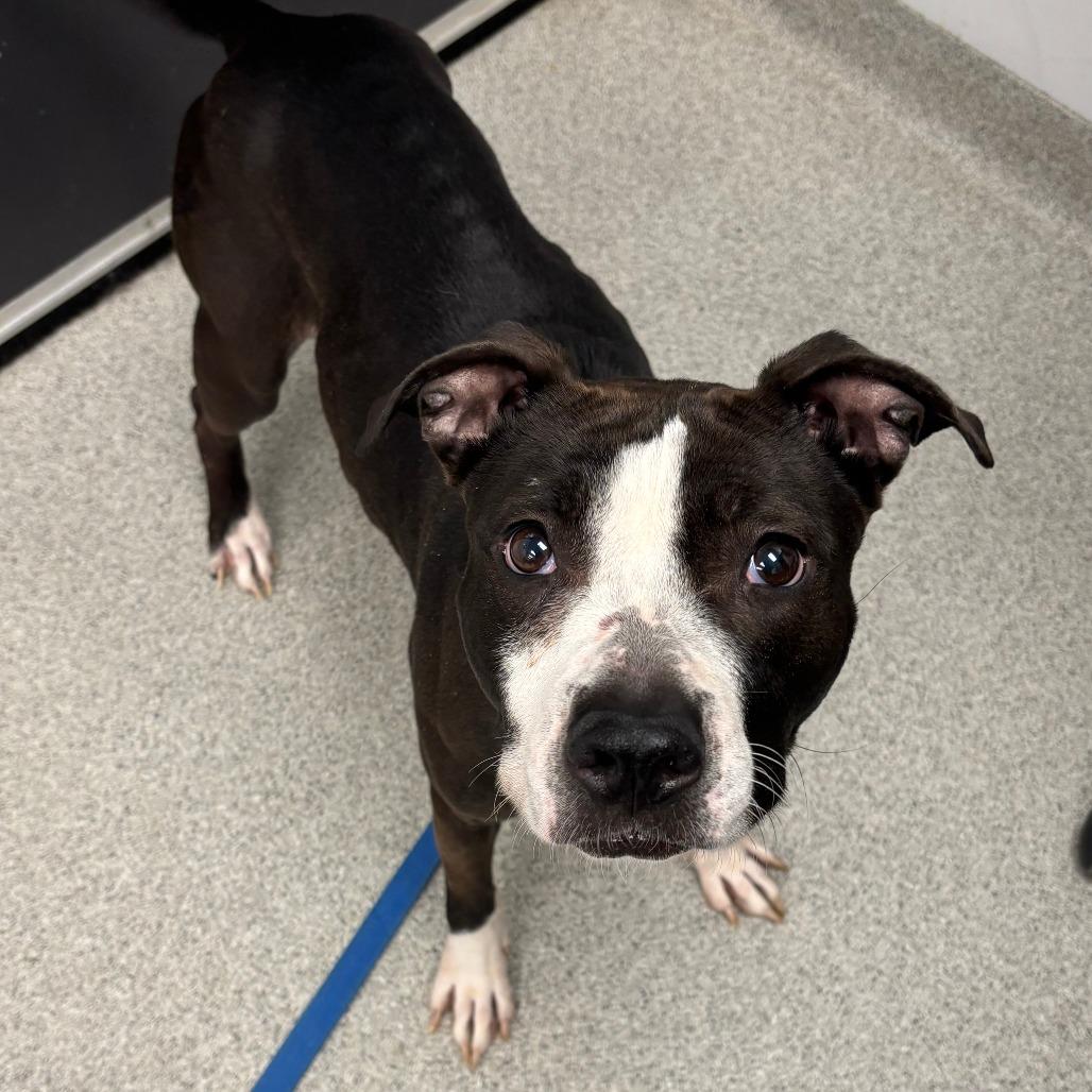 Prada, Adoptable, Adult Female Mixed Breed.