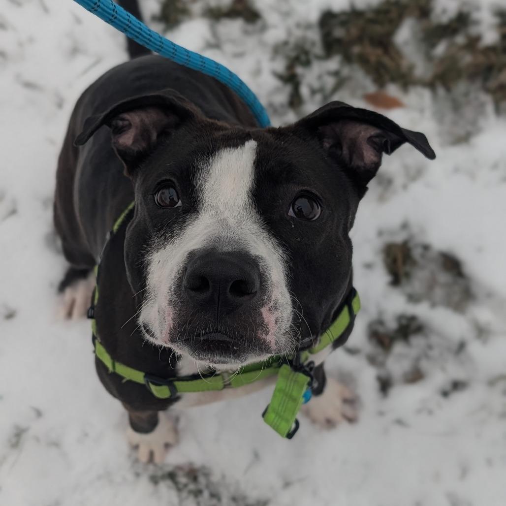 Prada, a Adoptable Mixed Breed in Naperville, IL image 2/5