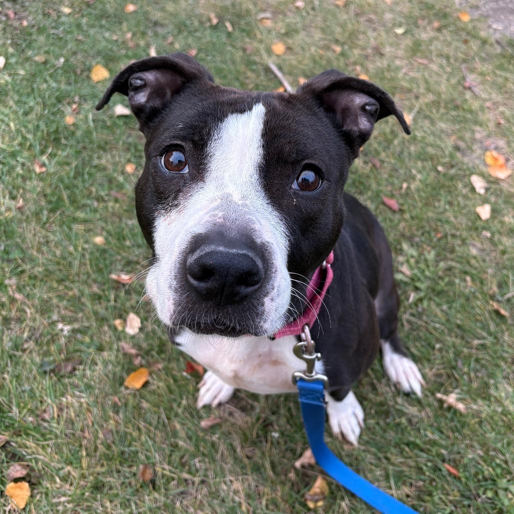 Prada - In Foster to Adopt, Adoptable, Adult Female Mixed Breed.