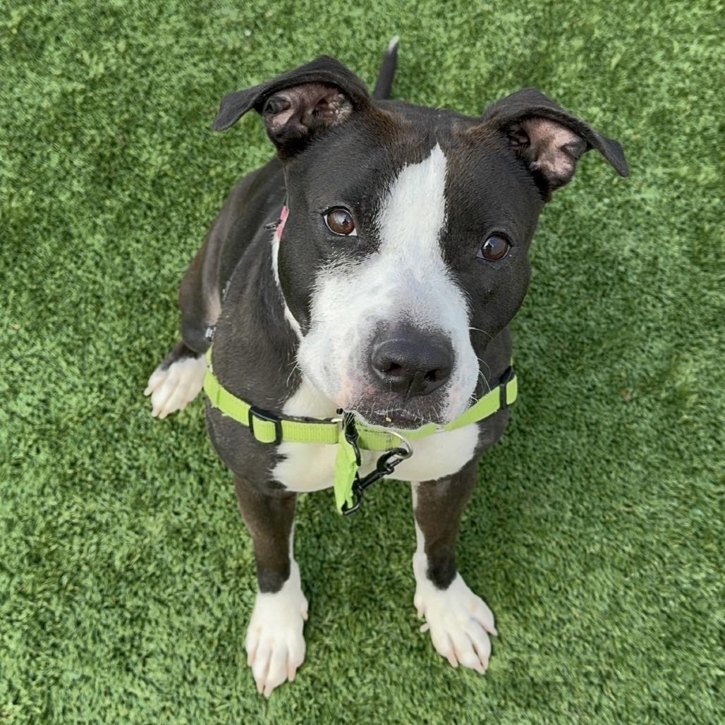 Prada, a Adoptable Mixed Breed in Naperville, IL image 4/5