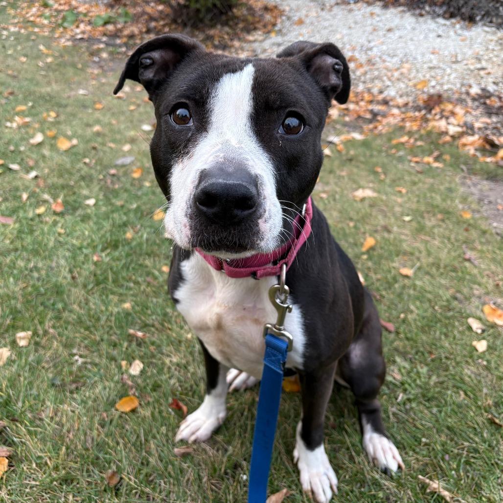 Prada, a Adoptable Mixed Breed in Naperville, IL image 5/5