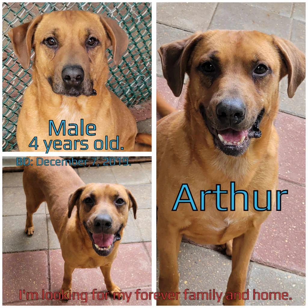 Arthur — thumbnail 2