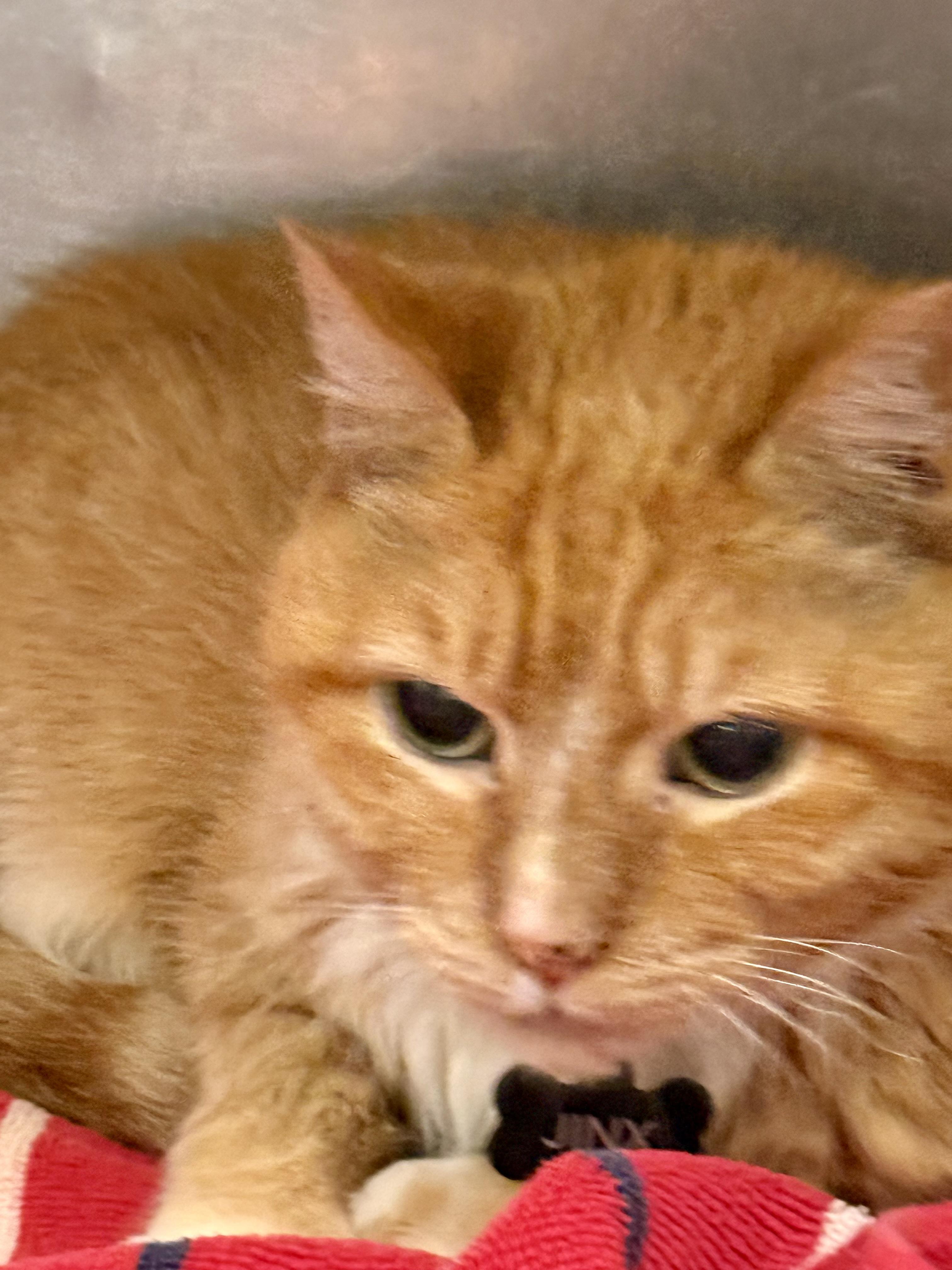 Jinx Domestic Medium Hair Cat