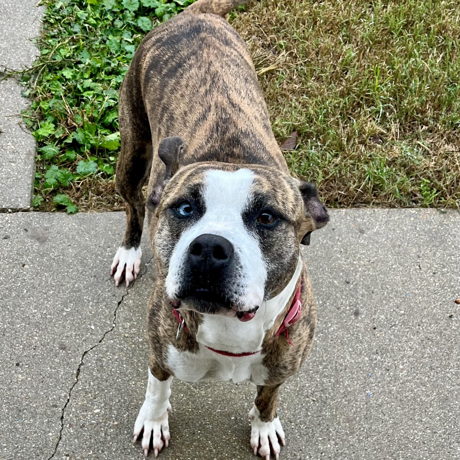 Sasha, ADOPTABLE, Adult Female Pit Bull Terrier.