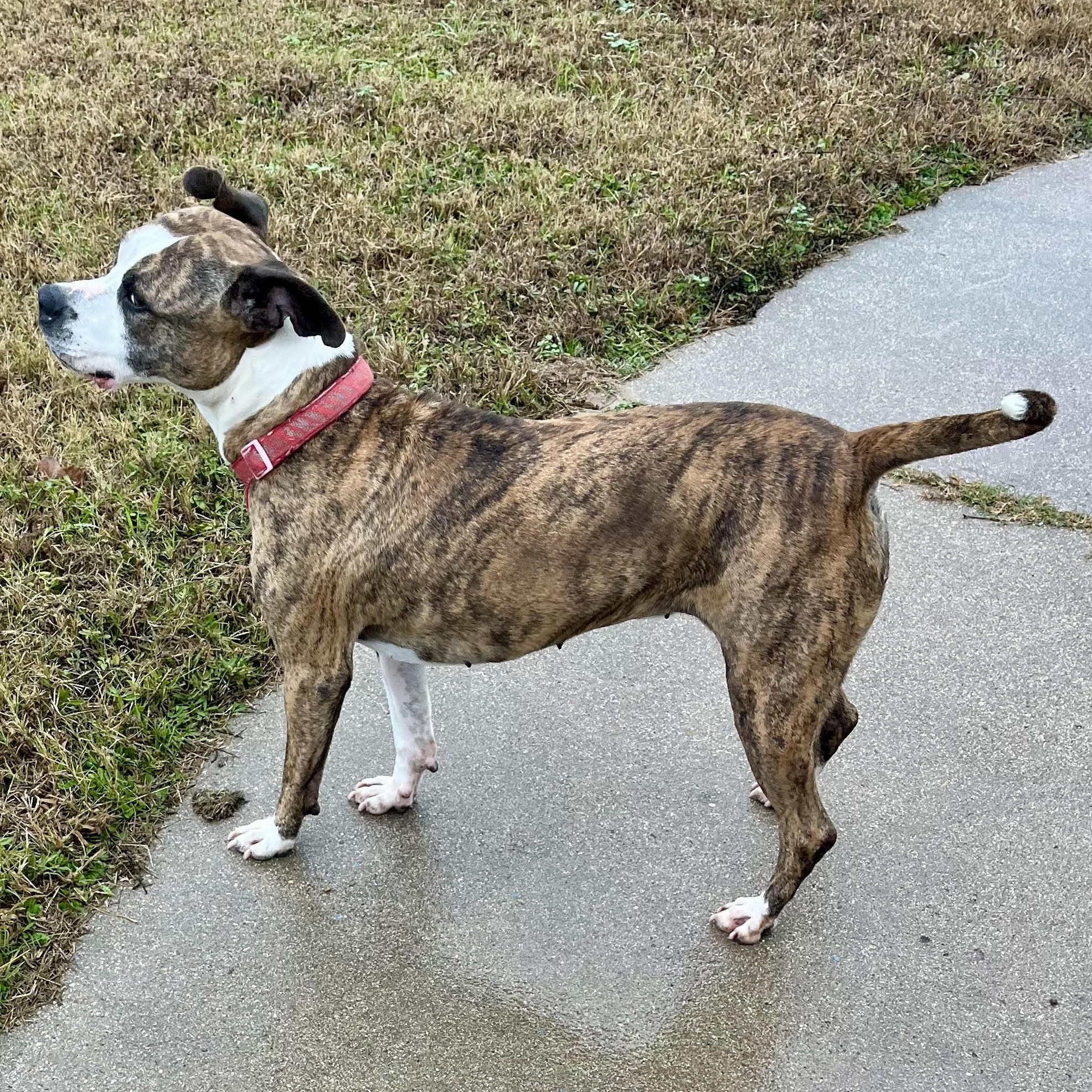 Enlarge Sasha, a ADOPTABLE mixed breed in Rockdale, TX image 2/2